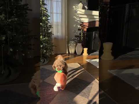 "you can't treat your dog like an actual baby" #shorts