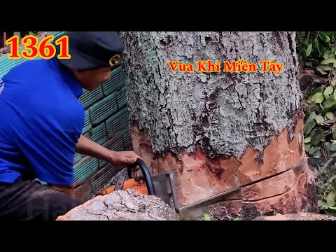 Full : Hơn 30 năm trong nghề . Vua Khỉ Miền Tây mới cưa cây Gõ Mật Cutting tree