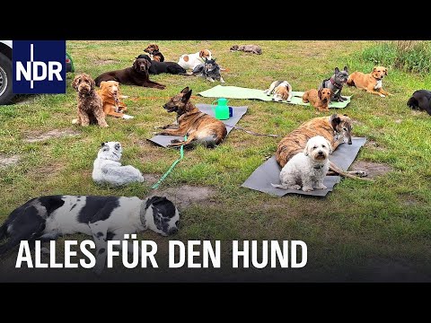 Hundestadt Hamburg: Hundesalon, Erste Hilfe, Tagesstätte und mehr | Die Nordreportage | NDR Doku