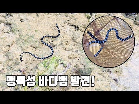 While walking along the beach, a sea snake appeared with a terrifying scream. Be careful, a bite ...