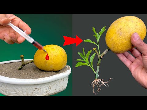 Synthesize the best techniques to grow fast growing orange trees