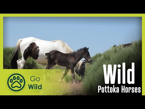 Wild Pottoka Horses | Go Wild