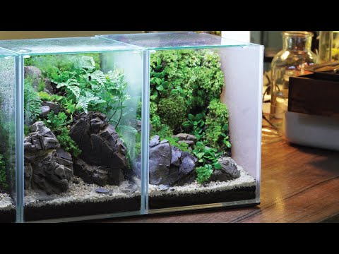 What stone is used a lot by famous aquascaper? Now let's use it for terrariums, too.