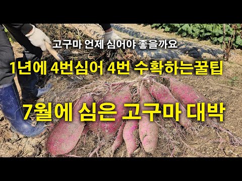 How to plant sweet potatoes: plant four times a year in April, May, July, and August, and harvest...
