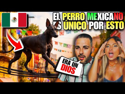 EL XOLOITZCUINTLE nos SORPRENDIÓ por *TODO ESTO* y AHORA QUEREMOS UNO 🇲🇽😍 *PERRO MEXICANO*