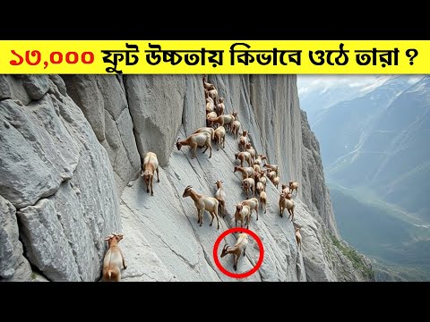 এই ছাগলগুলো ডানা ছাড়াই আকাশে ঘুরে বেড়ায় কিন্তু কিভাবে? | Alpine Ibex | Mountain Goat