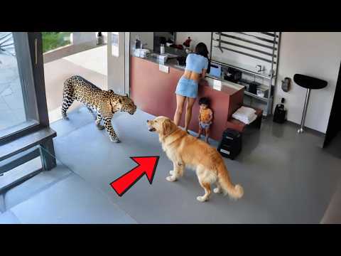 66 Animales Salvando Vidas en Situaciones Extremas