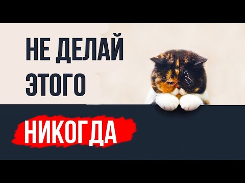 9 вещей, которые кошка не забудет НИКОГДА