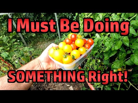 Random Stuff - Garden, Brixham, Sizzling Sisig, Comment Positivity and Accidental Tomato Success.