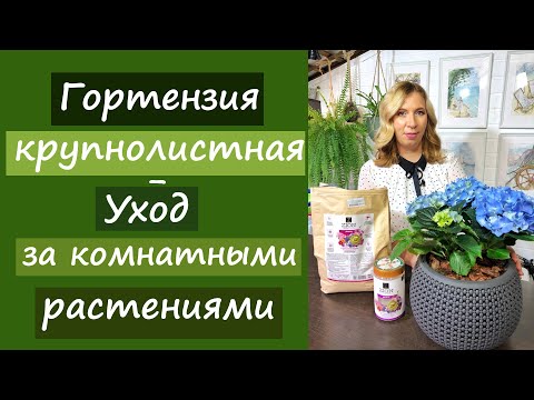 Hydrangea macrophylla. Houseplant care