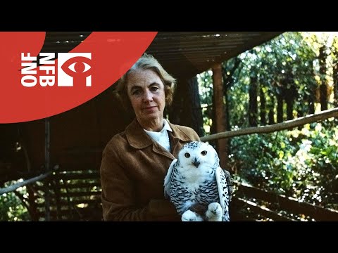 The Lady and the Owl