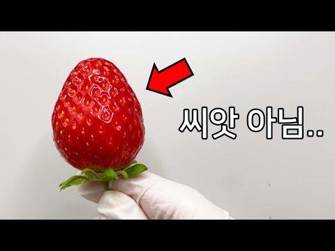 딸기 외부에 있는 것은 씨앗이 아닙니다 ㄷㄷ - 딸기 해부