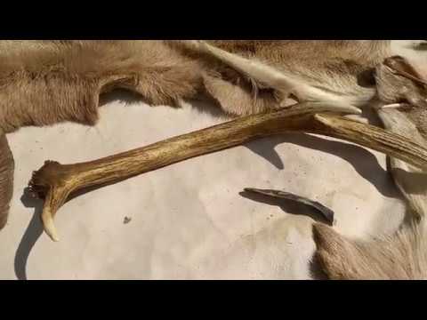Making an Antler Needle Using Flint Tools