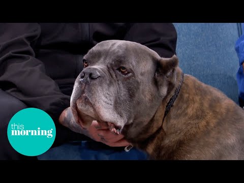 Cane Corso: Britain’s Next Most Dangerous Dog? | This Morning