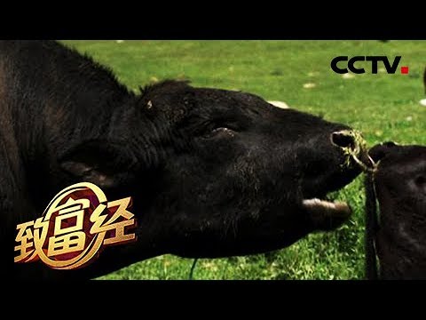 《致富经》戈壁生出四千万 养牛一头卖8万 凭啥？20180731 | CCTV农业
