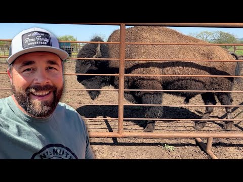 Bison Work Day Craziness!