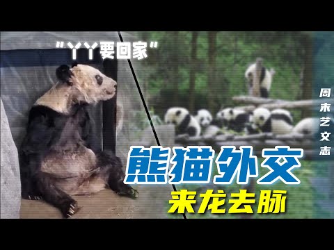 旅美熊猫丫丫牵动全球网友！吃不饱？被虐待？中国大熊猫在其他国家生活的如何？熊猫外交的来龙去脉！|《周末艺文志》百一十三