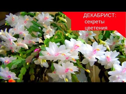 My little trick: how to make the Decembrist bloom !!!