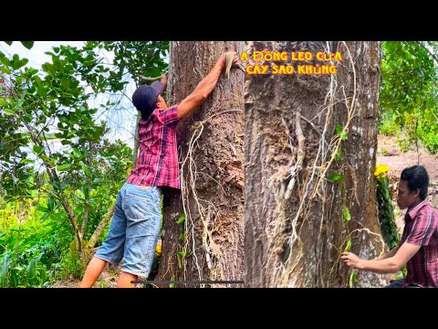 What Happened When A Dong Climbed and Sawed Down a Huge, Nearly 100-Year-Old Star Tree (Part 1)