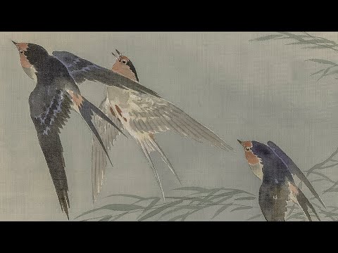 Turn Your TV Into Art | Vintage Birds | 1Hr 4k HD Paintings | Screen Saver | Slideshow