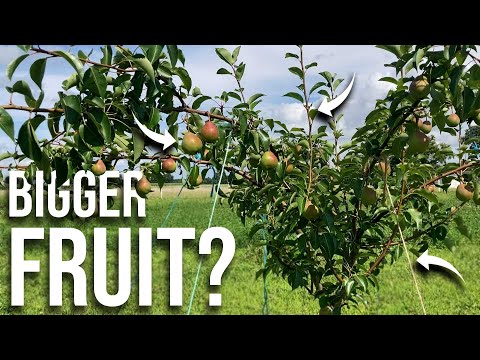 A Few DO'S & DON'TS Of Fruit Tree Care | Growing Free Fruit At Home | Pears Peaches Apples Cherries