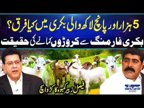 Reality of Goat Farming Bussiness by Faisal Zubair Kamboh🐐| Goat Farm Ideas | All You need to Know🐐