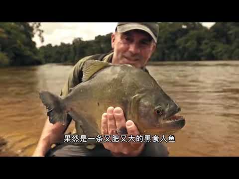 追踪巨型鱼：钓鱼小队前往亚马逊森林寻找巨鲶，结果差点送命！