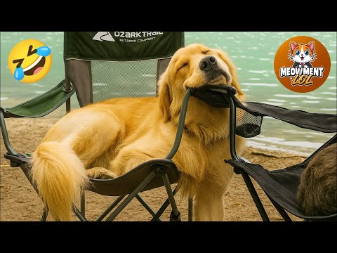 Funny animals videos of Cats🐈 and Dogs🐕2025 #9 | Try Not To Laugh 😂