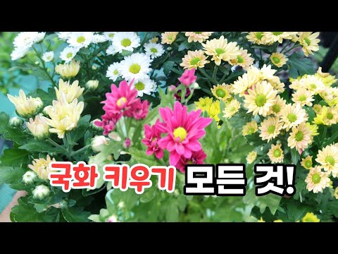 국화 키운다면 꼭 알고 있어야 할 관리법 | 풍성하게 꽃 피우는 방법 | 삽목부터 월동하는 방법까지 |