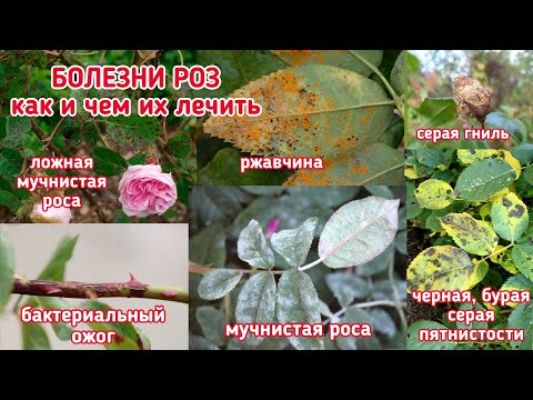 ПЯТЬ САМЫХ ОПАСНЫХ болезней роз и самые эффективные препараты для лечения этих болезней.