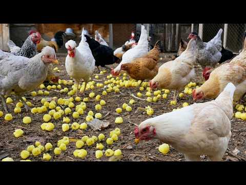 Chickens' Favorite Food: Chips - Handmade Perch for My Chicken Coop - Relaxing Chicken Farm Work