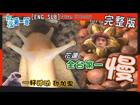 [全新] 花蓮Hualien【好油印加果  這"仁"用處多 / 顆顆白玉暗夜大出  蝸牛軍團"錢"途大好 / 台灣第一慢 百年菸樓"烤起司"  】│2021.12.05│《台灣第一等》完整版