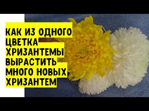 How to get a lot of new plants from one gift flower of a large-flowered chrysanthemum