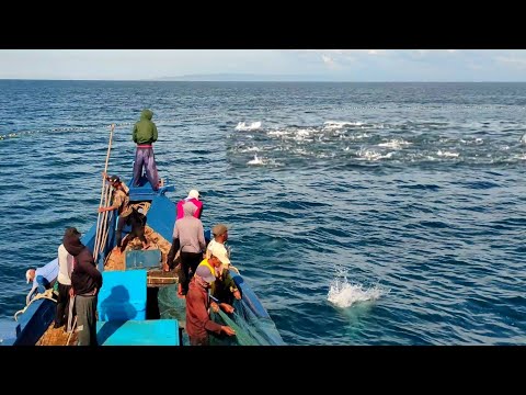 Jaring lingkar, Luar biasa gak di sangka dapat banyak ikan cakalang, begini prosesnya km.yordan