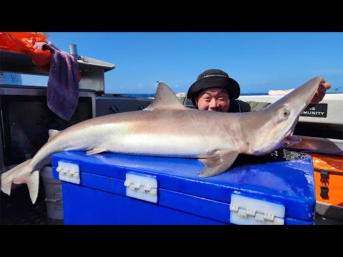 초대형 상어를 직접 잡아서 먹어보자!