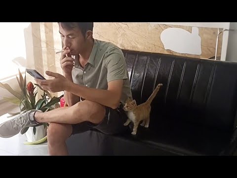 I give up! A stray kitten walked into my shop and forced my husband to be his owner...