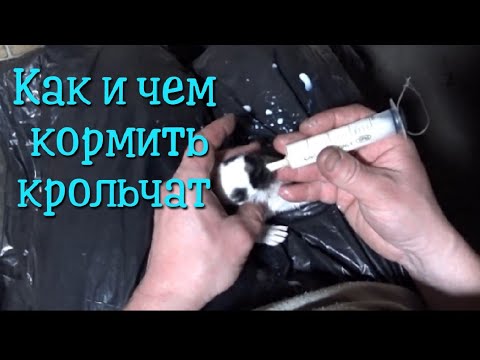 Кормление маленьких крольчат. Чем и как кормить крольчат без крольчихи.