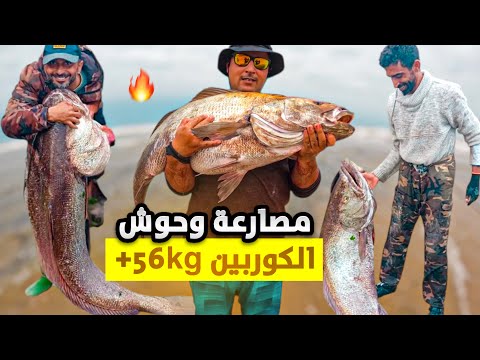 قتال شرس بقصبة الصيد🎣فاق كل التوقعات🔥مع وحش كوربين من العيار الثقيل.