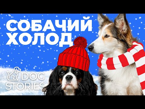 How to tell if a dog is cold? Rules for dealing with cold weather