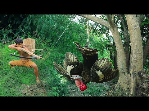 survival in the rainforest - Tokey & Fruits