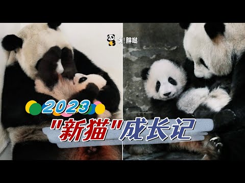2023新生熊猫成长记，半岁大的宝宝谁最可爱？三狗、北川仔、小鳌拜、俄罗斯小乌拉、爱宝的双胞胎、重庆莽小五、小馨仔，未来的顶流正在生长