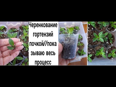 🌱Черенкование гортензии почкой🌱//показываю весь процесс↗️//✅️результат+эксперимент❓️