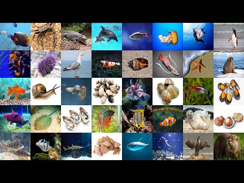 Sea Animals Vocabulary in English