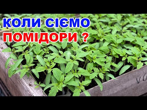 Коли сіяти помідори на розсаду ? СТРОКИ ПОСІВУ