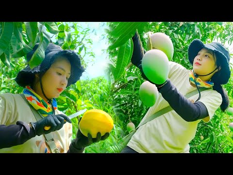 Harvesting Australian Mangoes & Selling at the Market | Planting Black Beans with My Brother