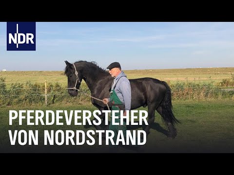 Friesenpferde in Not | Die Nordreportage | NDR Doku