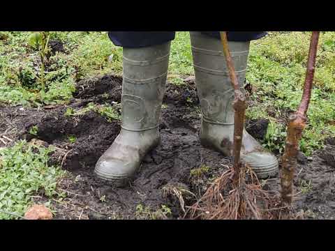 Посадка саженца яблони. Нужны ли танцы с бубнами.