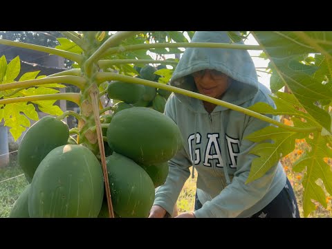 షేడ్ నెట్ లో కూరగాయ మొక్కలు ఆరోగ్యంగా|మళ్ళీ విత్తనాలు నాటాను|లైవ్ mulching కోసం|BlikeBindu