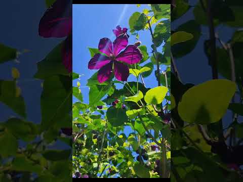 МОЯ ЗЕЛЕНАЯ ТЕРАПИЯ. Привет, Июль.