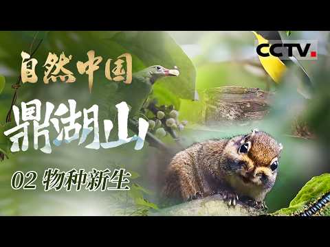 《自然中国之鼎湖山》02 物种新生：北回归线上的鼎湖山藏着万千生命奥秘 揭开地上森林与地下土壤之间生命循环的秘密【CCTV纪录】